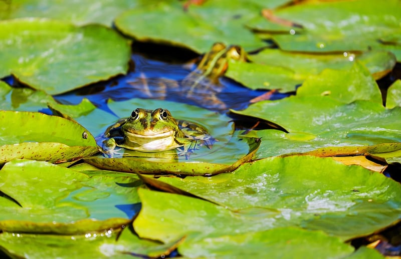 Pond Installation